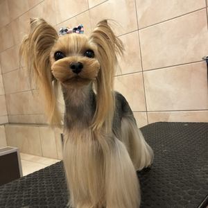 Hosszú szőrű yorkshire terrier