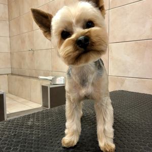 Yorkshire terrier ápolás után