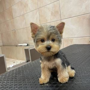 Kistermetű yorkshire terrier