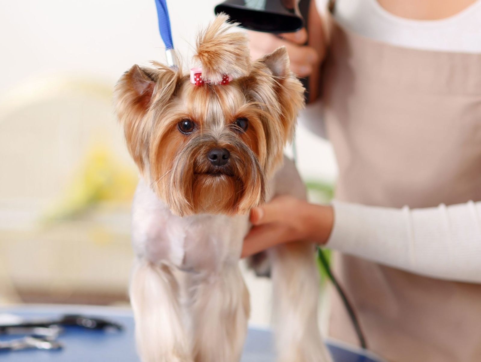 DogDream kutyakozmetika – Az első kutyakozmetika: így készüljetek fel